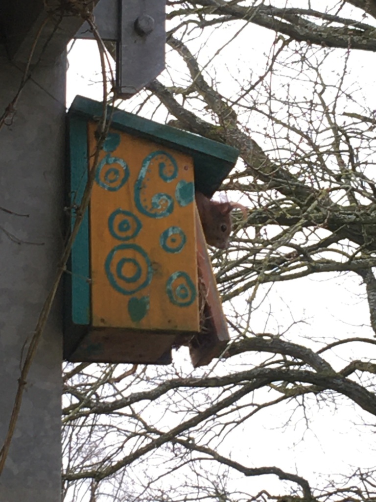 Eichhörnchen guckt aus Meisenkasten